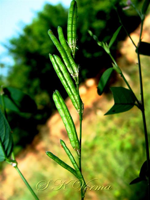 Legume pairs